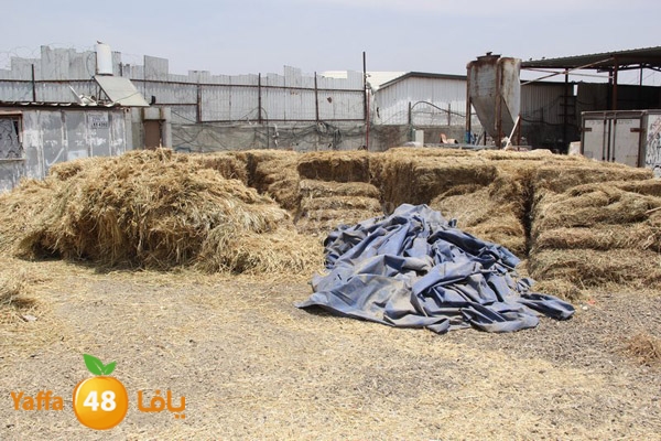 abo selmeiy 0528 (31).JPG